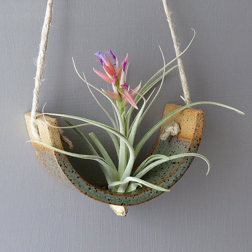 A green ceramic air plant hanger holds an air plant with pink flower.