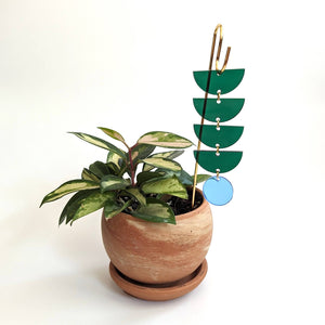 Plant  Pick: Green + Blue Sunrise