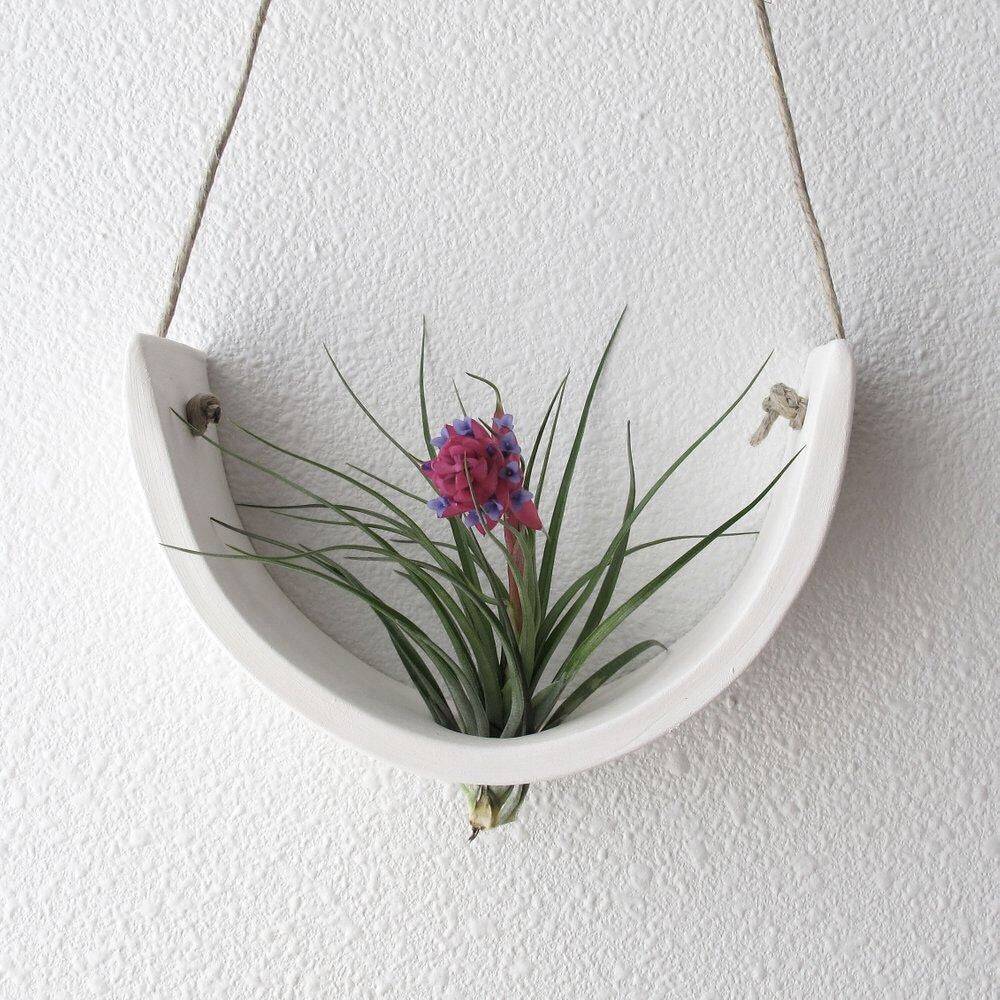A white ceramic air plant hanger holds an air plant with purple flower.