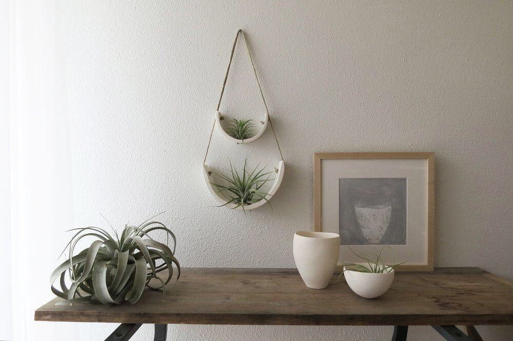 An office scene with two air plant hangers on the wall, hung in a pleasing pattern to look like they are connected. There is a desk with planters and a giant air plant.