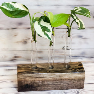 live edge walnut base propagation station with three glass vases holding pothos cuttings