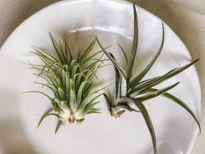 Air Plants